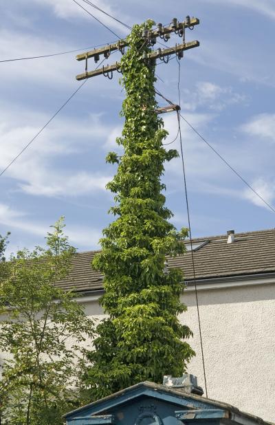 Ivy on the pole